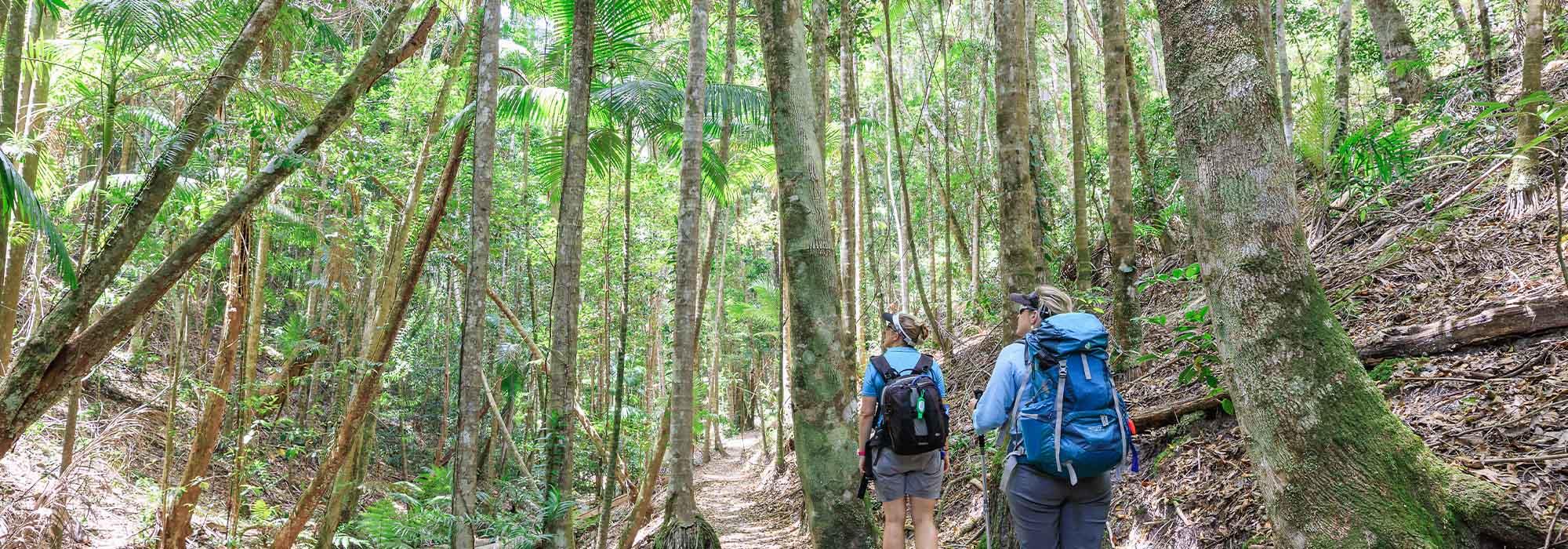 Rainforest's on K'gari